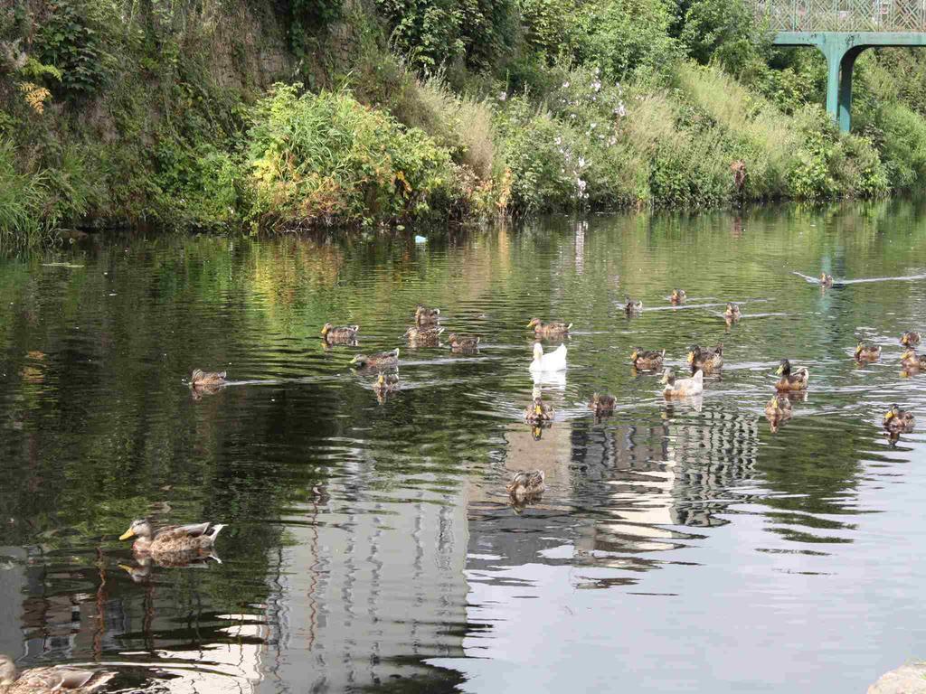 Shannon Breeze B&B Killaloe Zewnętrze zdjęcie